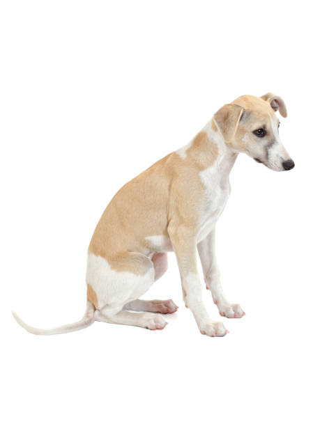 istock Whippet puppy studio shot on white background 2177621115