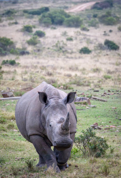 istock Endangered white Rhinoceros in an African Game Sanctuary. 2177621198