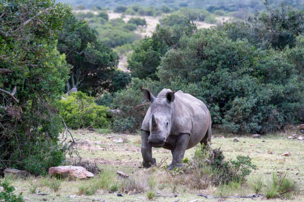istock Endangered white Rhinoceros in an African Game Sanctuary. 2177621426