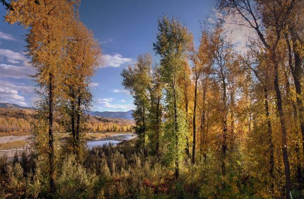 istock Flat Creek Overlook - Aspens in Autumn 2177621444