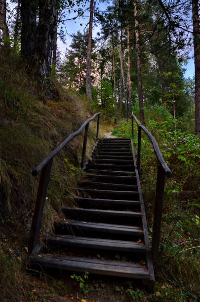 istock wooden stairs up in pine forest 2177622588