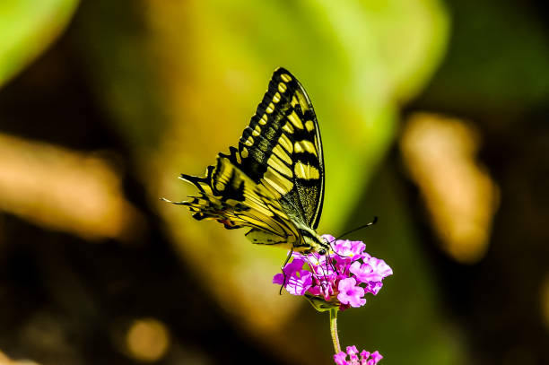 A butterfly is sitting on a purple flower. The butterfly is yellow and black