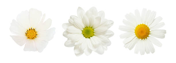istock Set of different white flowers (daisy, chrysanthemum, cosmea) isolated on white background. Top view. 2177624272