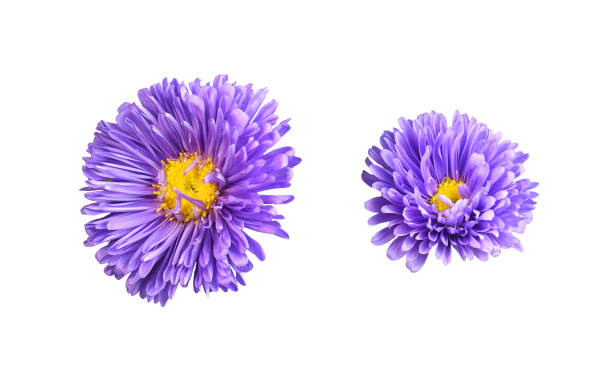 istock Set of purple aster flower isolated 2177624286
