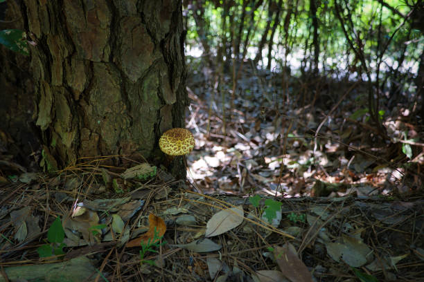 A strange mushroom growing on a tree that looks inedible