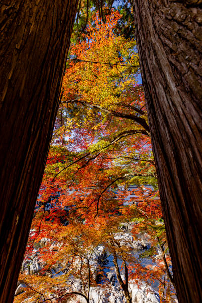 Autumn leaves in Korankei, Aichi Prefecture
