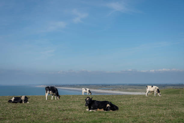 istock Ault, France - 09 15 2024: View of a herd of cattle standing on the fields, with cliffs and sea behind 2177625555