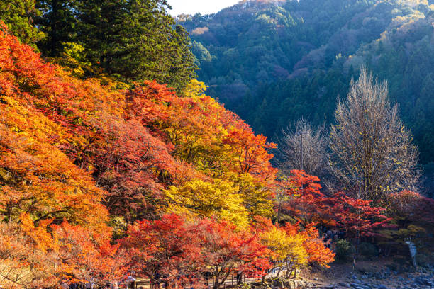 istock Autumn leaves in Korankei, Aichi Prefecture 2177625620