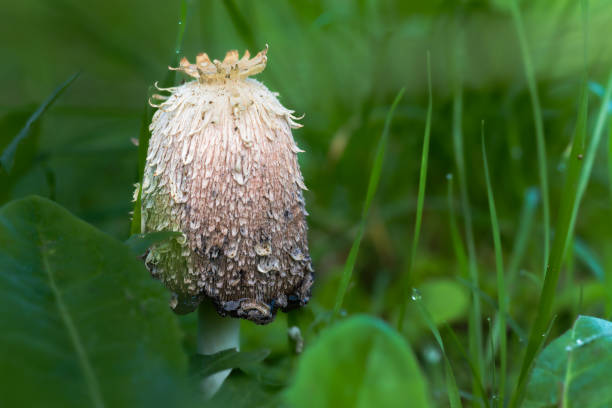 Coprinus comatus, commonly known as the shaggy ink cap, lawyer's wig, or shaggy mane, is a common fungus often seen growing on lawns, along gravel roads and waste areas. The young fruit bodies first appear as white cylinders emerging from the ground, then the bell-shaped caps open out. The caps are white, and covered with scales—this is the origin of the common names of the fungus. The gills beneath the cap are white, then pink, then turn black and deliquesce ('melt') into a black liquid filled with spores (hence the \