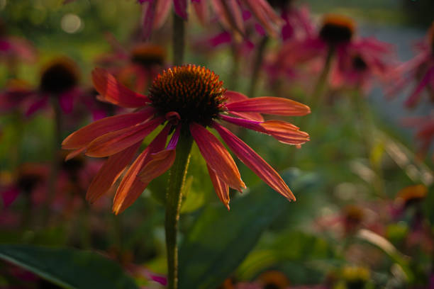 Close up of a flowers