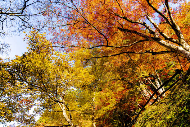 Autumn leaves in Korankei, Aichi Prefecture