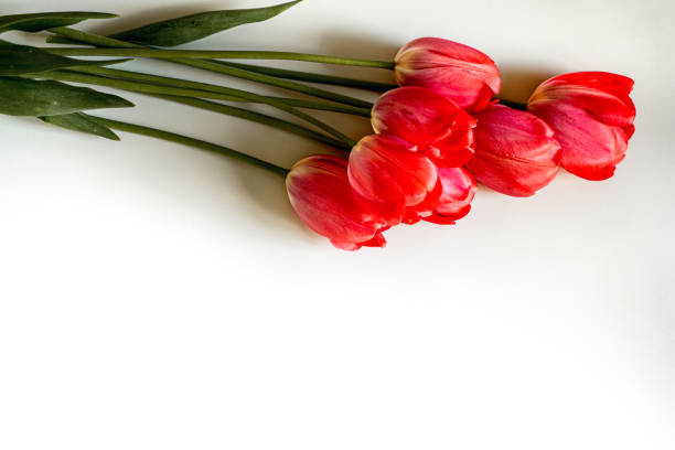 buds of lush beautiful fragrant pink and red tulips lie on a white background with space for text