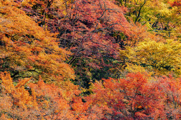 Autumn leaves in Korankei, Aichi Prefecture