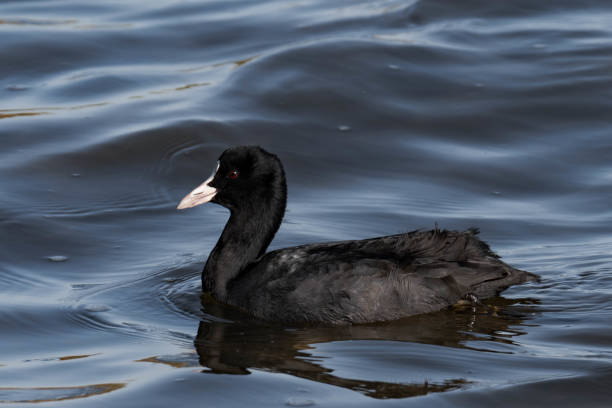 istock Eurasian coot (Fulica atra) swimming in the water 2177631376
