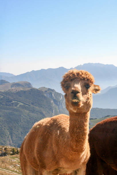 istock Happy alpaca in the mountains 2177633640