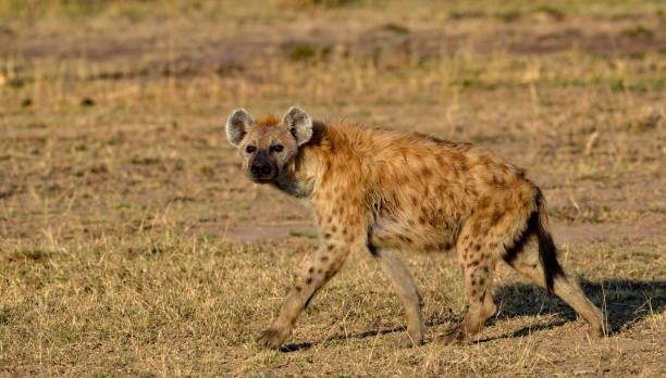 istock Hyenas in Kenya East Africa 2177633882