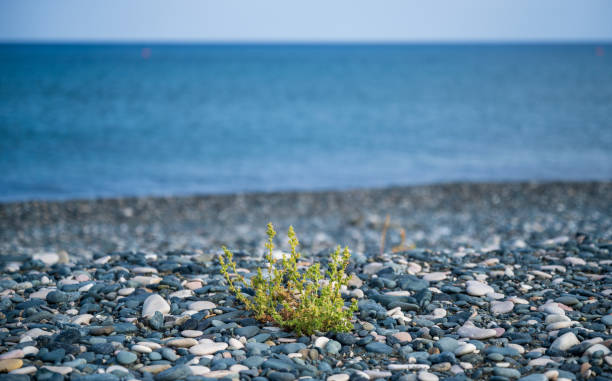 The beautiful natural Pebble Beach with Plant and Sea Views