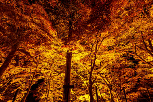 Autumn foliage illumination at Korankei in Aichi Prefecture