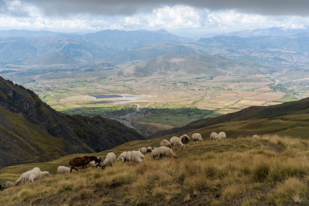 istock Albania mountain ranges sheep 2177635054