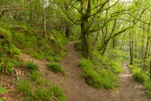 istock Kilminorth woods trail by Giant's Hedge 2177635813