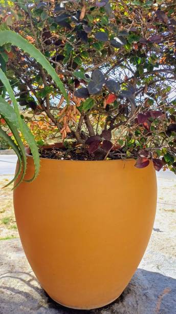 istock green plant in large clay pot 2177637482