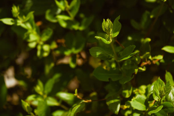 Plant flower bush shrub tree isolated. Art abstract spring background natural green leaf. Leaves green background. Front view of green leaf in the garden