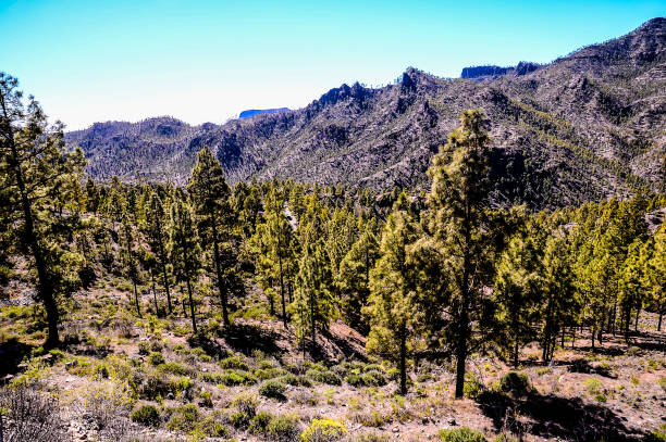 istock A forest with trees and a mountain in the background 2177637920