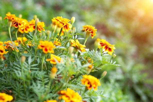 Orange marigold tagetes flowers grow in the garden on flowerbed on sunny summer day. Concept of gardening, floriculture, growing homemade flowers