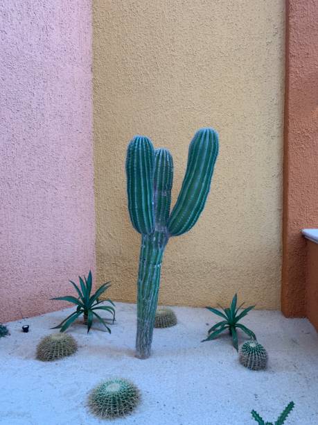 istock Desert Majesty in Mexico 2177640971