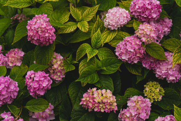 istock Hydrangea flower blooming in spring and summer in a garden Ukraine . Close-up purple hydrangea or hortensia flower. 2177641608