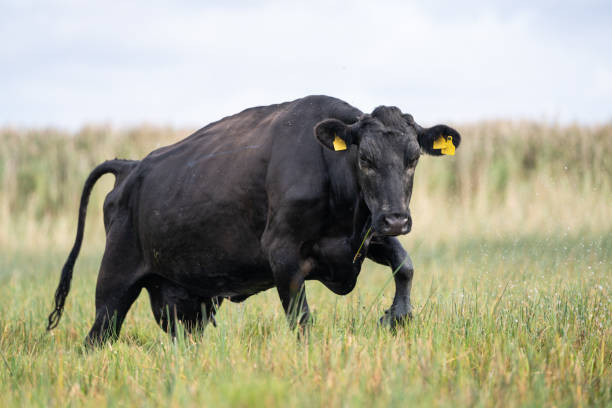 Aberdeen angus cow in a beach meadow.