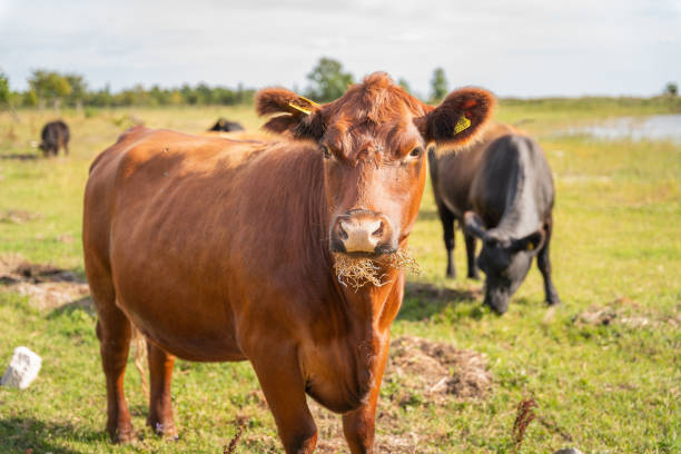 Red Aberdeen Angus cattle eating hay.