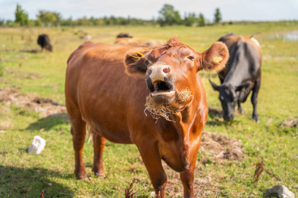 istock Red Aberdeen Angus cattle mooing, bellowing, blaring, braying or calling. 2177641634