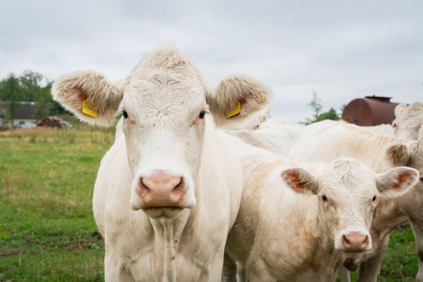 Close up of a curious charolais cattle.