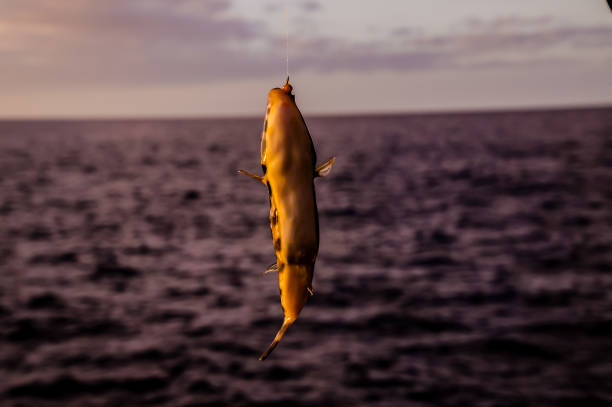 A fish is being caught by a fisherman. The fish is yellow and is in the air. The sky is purple and the water is blue