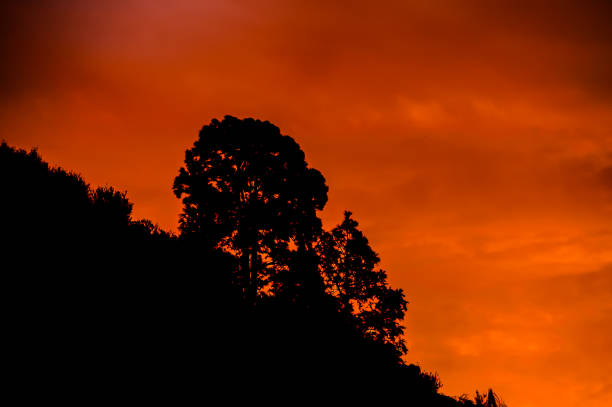 A tree is silhouetted against a backdrop of orange and pink sky. The sky is filled with clouds, and the sun is setting. Concept of calm and serenity, as the tree stands tall