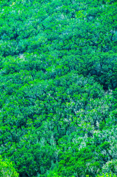 istock A lush green forest with trees of various sizes 2177644518