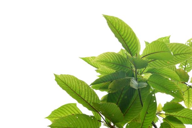 istock Kratom leaves with branches on white isolated background with copy space 2177645158