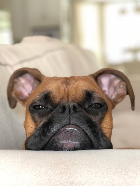 istock Boxer dog closeup eyes half open looking sleepy and smug 2177645432