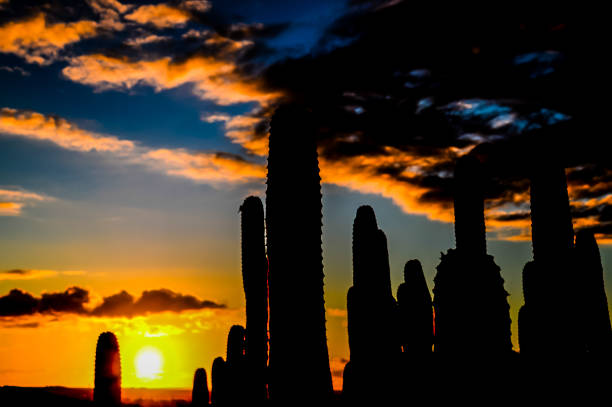 A sunset over a desert landscape with a large group of cacti. The cacti are silhouetted against the sky, creating a dramatic and serene atmosphere. The sun is setting