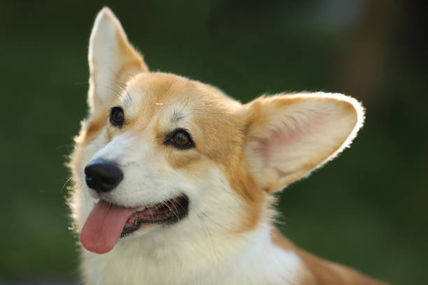 istock Cute corgi dog outdoor 2177646151
