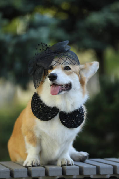 istock Cute corgi dog outdoor 2177646225