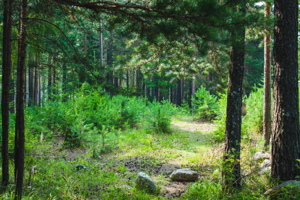 istock A narrow forest path winds through a serene and lush pine forest, surrounded by dense greenery and tall trees 2177646555