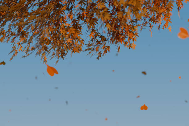 istock Autumn leaves fall gently from a tree against a clear blue sky. 3d rendering 2177647103
