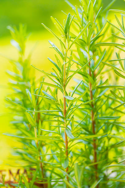 Organic Raw Italian Rosemary Sprigs Ready to Cook With