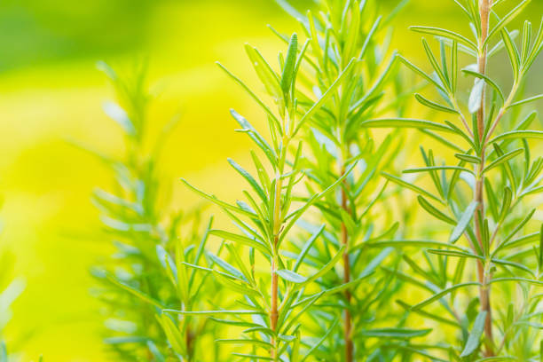 Organic Raw Italian Rosemary Sprigs Ready to Cook With