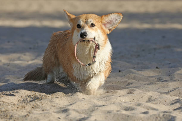 istock Cute Pembroke Welsh corgi on the beach 2177648224