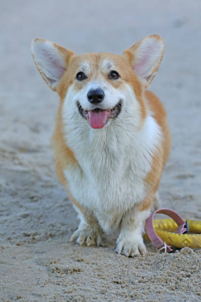 istock Cute Pembroke Welsh corgi on the beach 2177648283