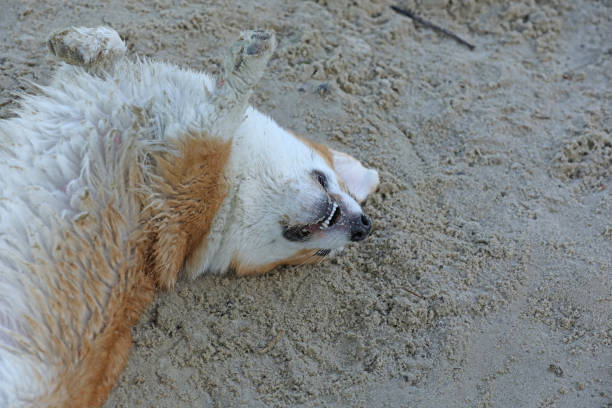 Brown dog sleeping in the shore of Mirissa Beach Sri Lanka