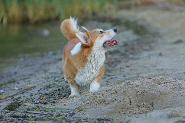 Cute Pembroke Welsh corgi on the beach with sand